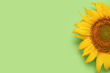 Beautiful sunflower on green background