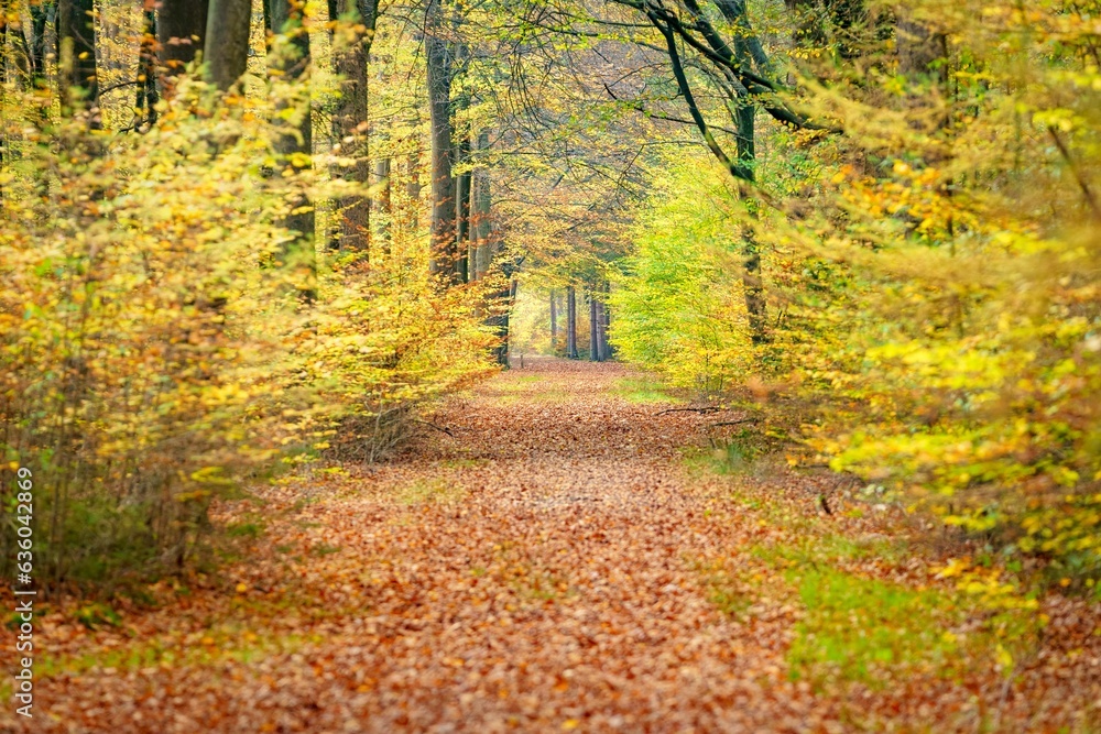 Poster a leaf strewn pathway through a forest with trees in the distance