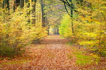 Obraz premium a leaf strewn pathway through a forest with trees in the distance