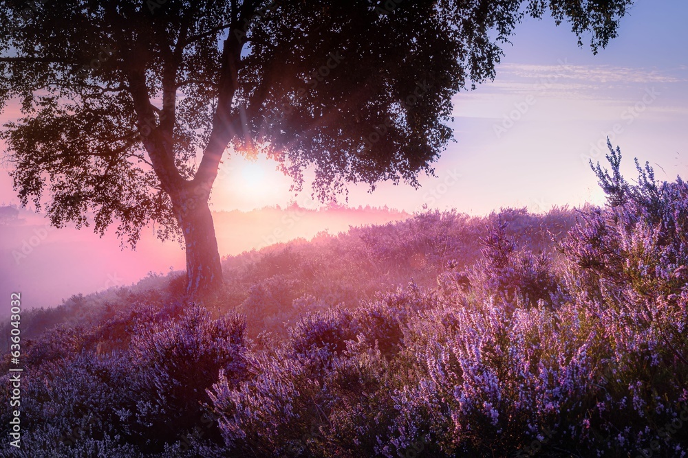 Poster Scenic view of sunrise in a Dutch nature area with vibrant purple heather