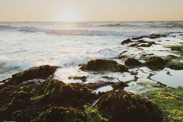 Beach scene with a bright sunrise illuminating the waves and rocks with vibrant green algae