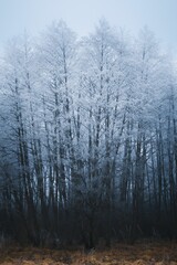 Vertical shot of frosty white trees in a forest in Malynychi Village, Ukraine