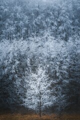 Vertical shot of frosty white trees in a forest in Malynychi Village, Ukraine