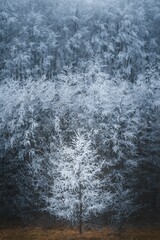 Fototapeta premium Vertical shot of frosty white trees in a forest in Malynychi Village, Ukraine