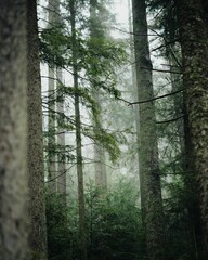 Vertical shot of trees in a misty forest near Synevyr Lake, Ukraine