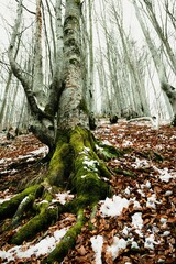 Vertical shot of a mossy tree in a snowy forest in the Zakarpattia Region of Ukraine
