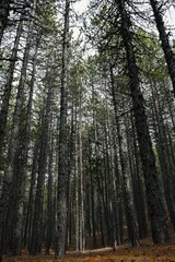 Vertical shot of trees on the Persephone trail in Troodos, Cyprus