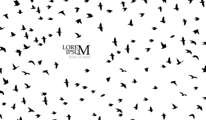 Flying birds silhouette flock. Vector illustration