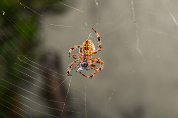 Spider