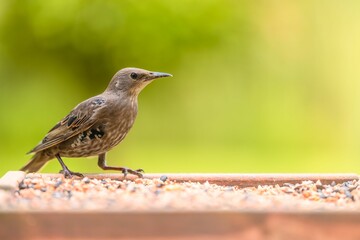 Common starling (Sturnus vulgaris) bird perched atop a wooden bird feeder tray