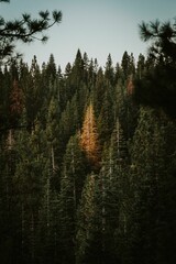 the trees are in the woods with clear sky above them