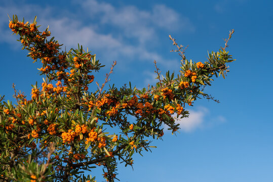 Pyracantha Orange Berries in blue sky