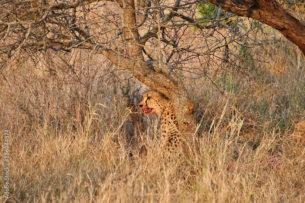 Sticker Cheetah resting under a tree with blood on its face.