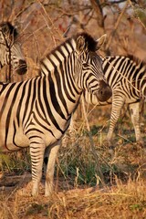 Group of zebras standing amongst the tall grass in a field.
