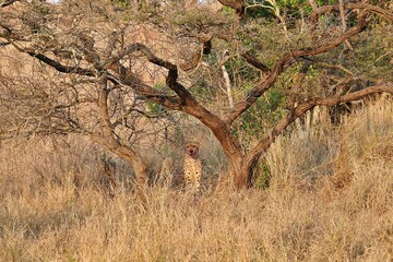 Cheetah resting under a tree with blood on its face.