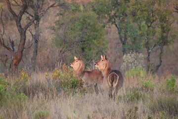 Two female waterbucks stand in a grassy field surrounded by trees and shrubs.