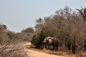 Fototapeta na wymiar African elephant standing amongst the tall trees near the road.