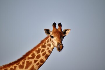 Portrait of a giraffe isolated against the background of a blue sky.