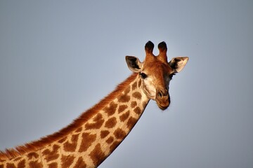 Portrait of a giraffe isolated against the background of a blue sky.