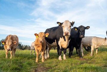 Ireland cattle farm with cow family portrait
