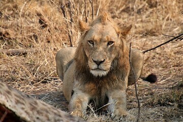 Wild African lion resting in a grassy savannah.