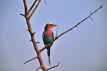 Lilac-breasted roller perched on a branch isolated against he backdrop of the sky.