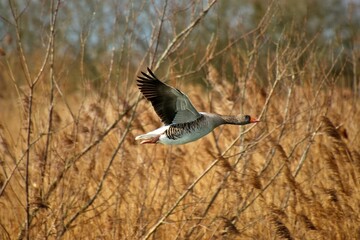 Beautiful greylag goose is soaring through a vibrant reed field on a sunny day