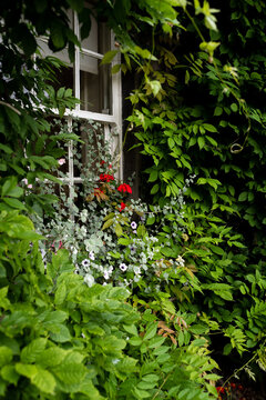 Window surrounded by vegetation