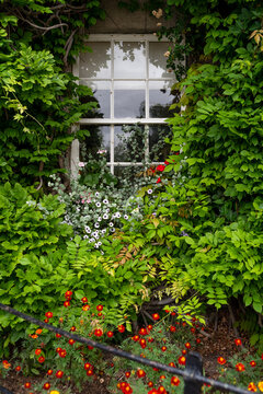 Window surrounded by vegetation