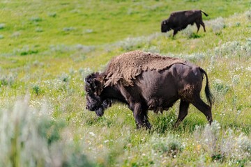 Wild bison in Yellowstone National Park.