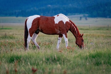 Beautiful horse grazing in a field in West Yellowstone Montana in the evening during sunset.