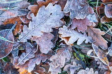 Frosty leaves with shiny ice frost in snowy forest park. Fallen leaves covered hoarfrost and in snow. Tranquil peacful winter nature. Extreme north low temperature, cool winter weather outdoor