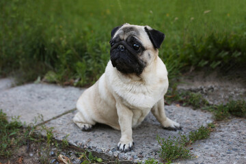 Pug outdoors sitting on a concrete path on the lawn