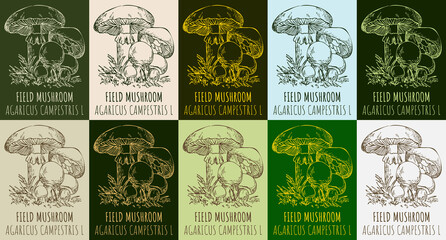 Set of vector drawing FIELD MUSHROOM in various colors. Hand drawn illustration. The Latin name is AGARICUS CAMPESTRIS L.