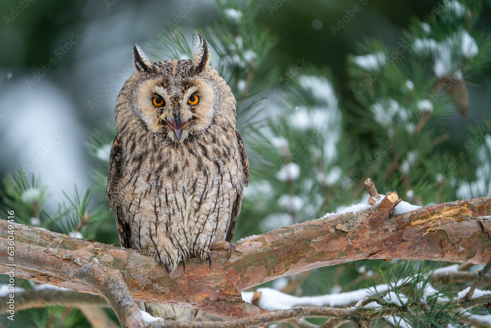 Aufkleber Shouting long-eared owl sitting on a tree branch. Winter forest with coniferous trees and noctural bird. Asio Otus.