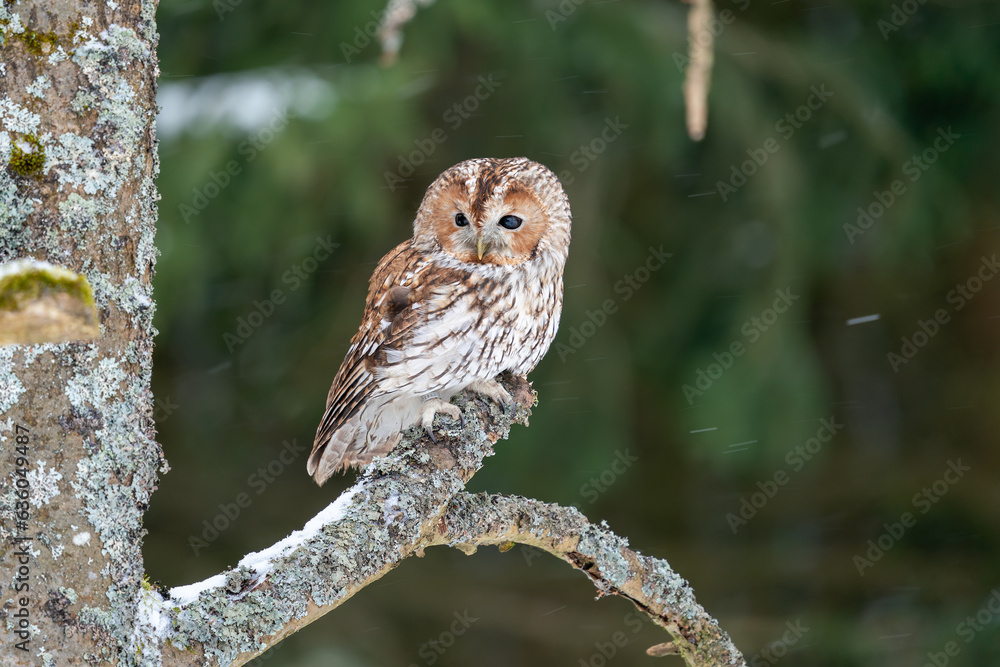 Aufkleber tawny owl sitting in the forest on a tree branch. snow in the forest. winter nature with noctural an