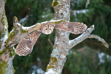 Tawny owl with widely spread wings flying in the forest. Wild nature animal. Owl flying in the air with dark blurred nature in background. European winter season.