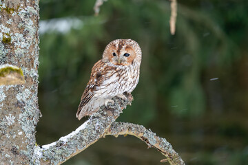 Tawny owl sitting in the forest on a tree branch. Snow in the forest. Winter nature with noctural animal.