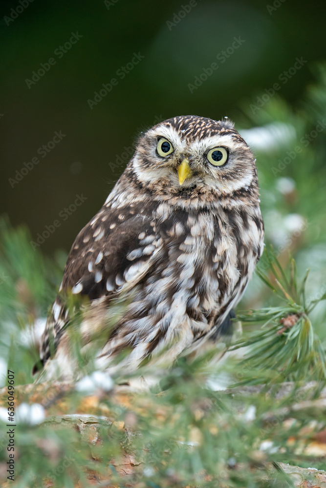 Poster A curious little owl peeping from the branches of a coniferous tree. Winter wildlife photo with a small owl looking to the right. Athene noctua