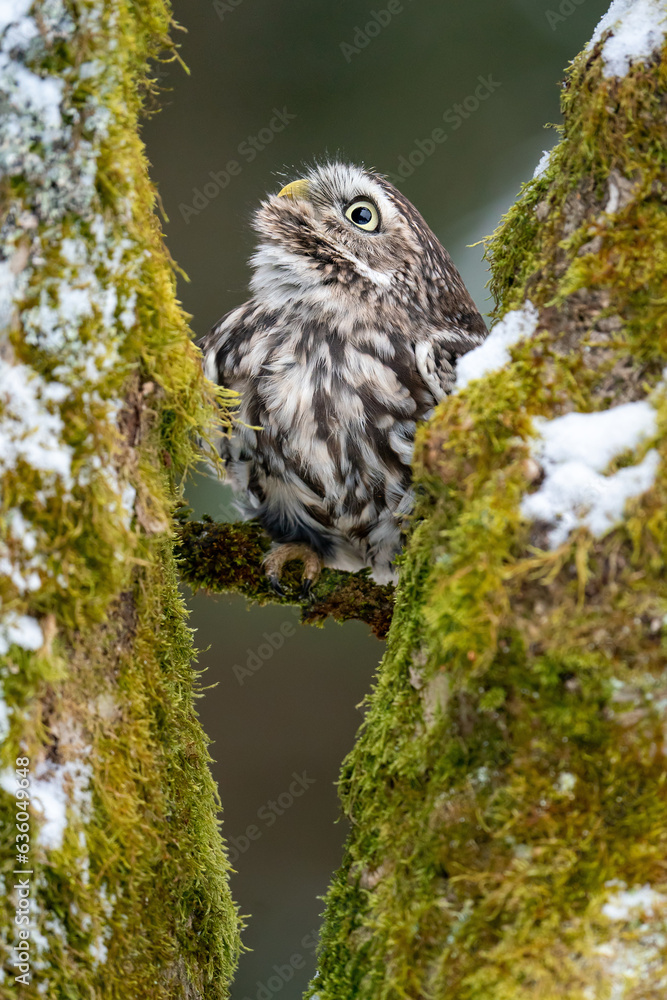 Aufkleber a curious owl hiding between two moss-covered tree trunks. winter nature scene with a cute little ow