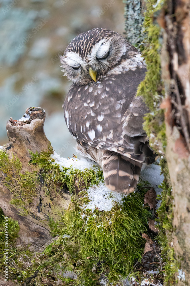 Poster Sleeping little owl on a tree trunk with moss and snow looking directly to the camera. Closeup photo of small owl in wild winter nature. Athene noctua