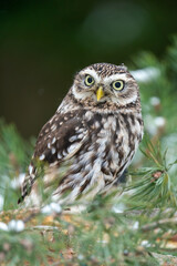A curious little owl peeping from the branches of a coniferous tree. Winter wildlife photo with a small owl looking to the right. Athene noctua
