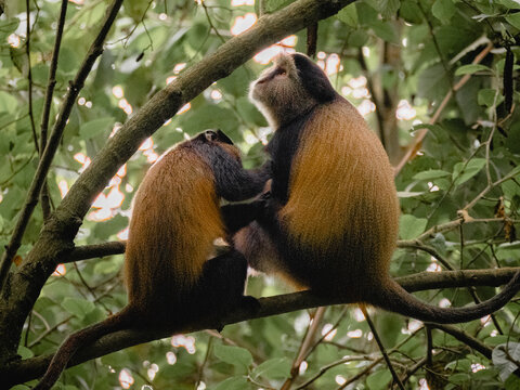 Golden Monkey in Rwanda 