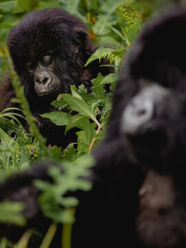 Gorilla