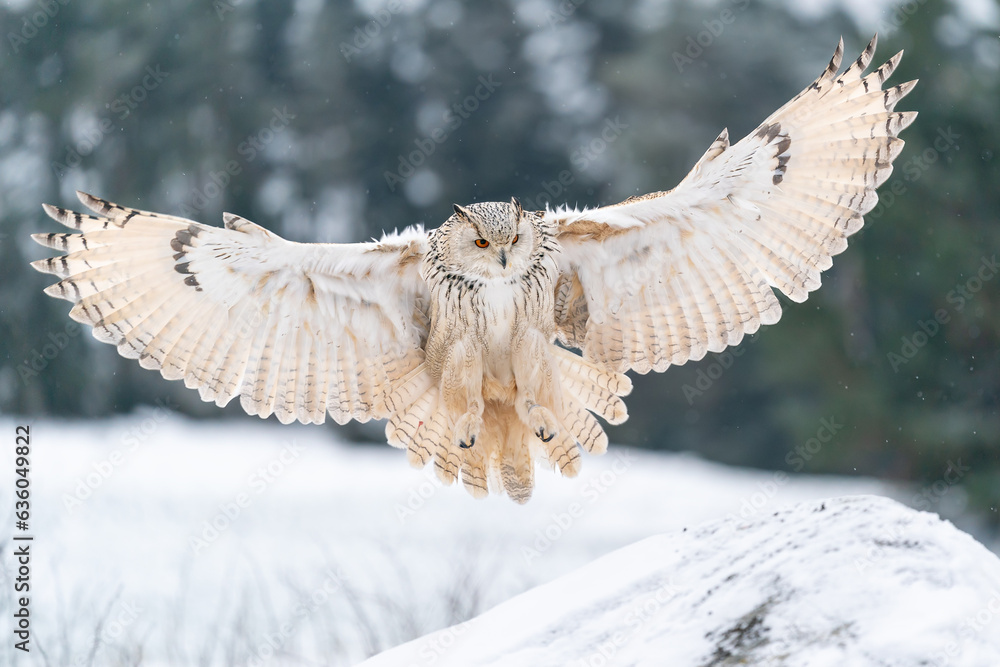 Aufkleber Siberian Eagle Owl landing down to rock with snow. Landing touch down with widely spread wings in the cold winter. Wildlife animal scene.