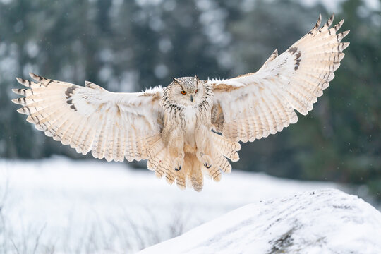 Siberian Eagle Owl landing down to rock with snow. Landing touch down with widely spread wings in the cold winter. Wildlife animal scene.