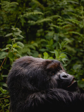 Gorilla