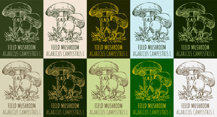 Set of vector drawing FIELD MUSHROOM in various colors. Hand drawn illustration. The Latin name is AGARICUS CAMPESTRIS  L.
