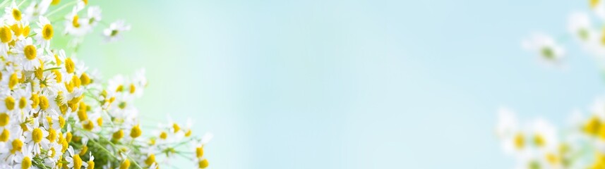 Spring background. Soft focus panorama of close up daisy flowers