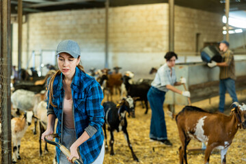 Focused young woman farmer insulating with straw walking pen for goats, dairy and meat production concept